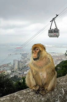 Rocks Collection: Barbary Macaque / Ape - Gibraltar - in habitat - Europe