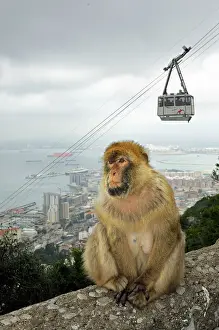 Transport Prints: Barbary Macaque / Ape - Gibraltar - in habitat - Europe