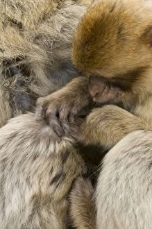 Barbary Macaque / Ape - grooming