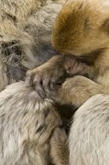 Bonding Prints: Barbary Macaque / Ape - grooming - Gibraltar - Europe