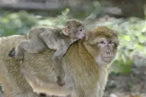 Barbary macaque / ape or rock ape - female carrying young. Monkey Mountain, Alsace. France. Distribution: Algeria, Morocco, Tunisia and Gibraltar