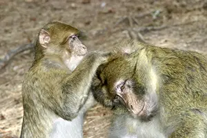 Barbary macaque / ape or rock ape - female grooming male. Monkey Mountain, Alsace. France. Distribution: Algeria, Morocco, Tunisia and Gibraltar