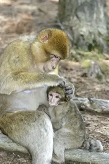 Bonding Prints: Barbary macaque / ape or rock ape - female grooming young