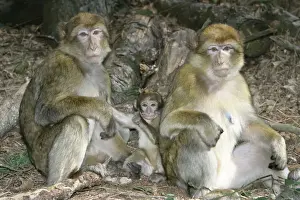 Barbary macaque / ape or rock ape - females and young. Distribution: Algeria, Morocco, Tunisia and Gibraltar