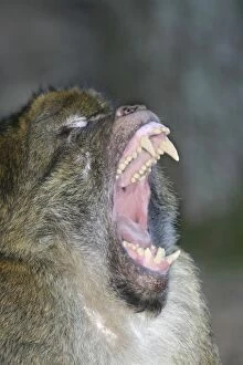 Barbary macaque / ape or rock ape - male performing aggressive, intimidation yawn