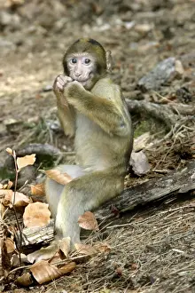 Barbary macaque / ape or rock ape - young. Monkey Mountain, Alsace. France. Distribution: Algeria, Morocco, Tunisia and Gibraltar