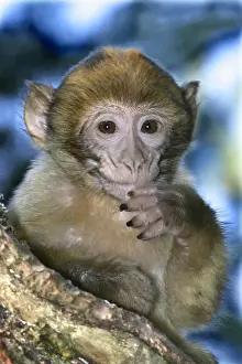 Monkey Prints: Barbary macaque / ape or rock ape - young