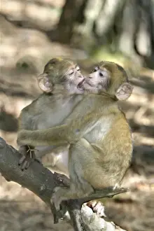 Barbary macaque / ape or rock ape - young playing. Monkey Mountain, Kientzheim. France. Distribution: Algeria, Morocco, Tunisia and Gibraltar