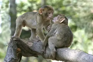 Barbary macaque / ape or rock ape - young playing. Monkey Mountain, Alsace. France. Distribution: Algeria, Morocco, Tunisia and Gibraltar