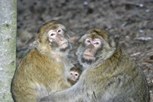 Barbary macaque / ape or rock apes - adults protecting young