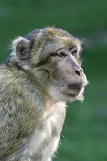 Barbary macaque / ape or rock apes - female