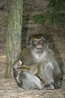 Barbary macaque / ape or rock apes - male with young