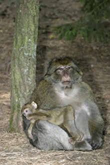 Barbary macaque / ape or rock apes - male with young Barbary macaque / ape or rock apes - male with young