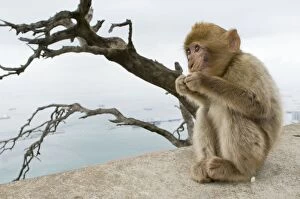 Images Dated 17th March 2010: Barbary Macaque / Ape - young