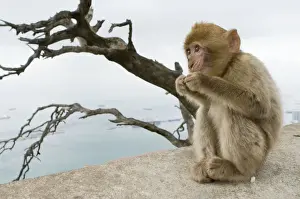 Gibraltar Prints: Barbary Macaque / Ape - young - Gibraltar - Europe