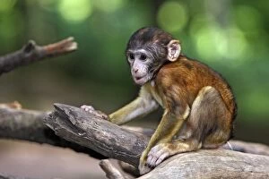 Barbary Gallery: Barbary Macaque - baby