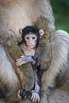 Images Dated 4th July 2008: Barbary Macaque - baby & adult Barbary Macaque - baby & adult