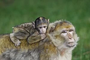 Images Dated 6th July 2008: Barbary Macaque - baby & adult Barbary Macaque - baby & adult