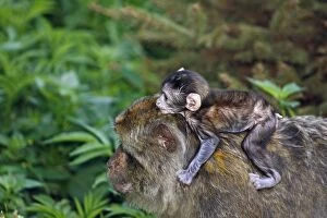 Images Dated 4th July 2008: Barbary Macaque - baby & adult Barbary Macaque - baby & adult