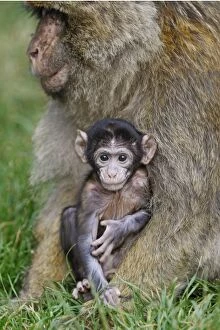 Images Dated 9th July 2008: Barbary Macaque - baby & adult Barbary Macaque - baby & adult