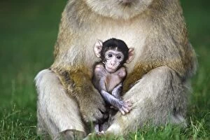 Images Dated 9th July 2008: Barbary Macaque - baby & adult Barbary Macaque - baby & adult