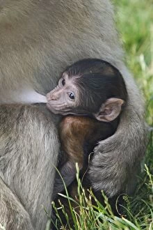 Images Dated 9th July 2008: Barbary Macaque - baby being fed by mother