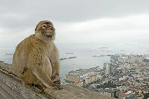 Images Dated 17th March 2010: Barbary Macaque / Barbary Ape - in habitat