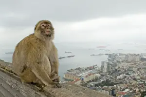 Gibraltar Prints: Barbary Macaque / Barbary Ape - in habitat - urban environmental - Gibraltar - Europe