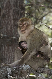 Images Dated 26th January 2011: Barbary Macaque or Barbary Ape (Macaca sylvanus)