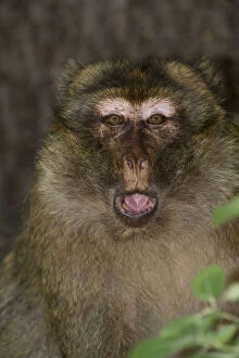 Images Dated 26th January 2011: Barbary Macaque or Barbary Ape (Macaca sylvanus)