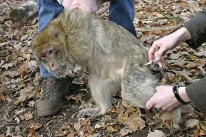 Images Dated 22nd November 2003: Barbary Macaque / Barbary Ape / Rock Ape - being
