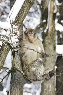 Images Dated 5th March 2006: Barbary Macaque / Barbary Ape / Rock Ape - sleeping in tree. Mountain of Monkeys - Kientzheim
