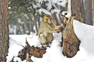 Images Dated 5th March 2006: Barbary Macaque / Barbary Ape / Rock Ape - sleeping in snow. Mountain of Monkeys - Kientzheim