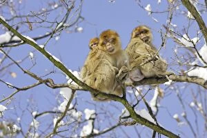 Images Dated 5th March 2006: Barbary Macaque / Barbary Ape / Rock Ape - three resting in tree
