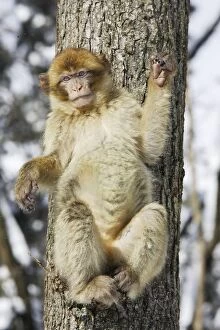 Images Dated 5th March 2006: Barbary Macaque / Barbary Ape / Rock Ape - perched in tree. Mountain of Monkeys - Kientzheim