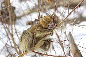 Images Dated 7th March 2006: Barbary Macaque / Barbary Ape / Rock Ape - perched in tree biting branch