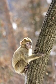 Images Dated 7th March 2006: Barbary Macaque / Barbary Ape / Rock Ape - perched in tree. Mountain of Monkeys - Kientzheim