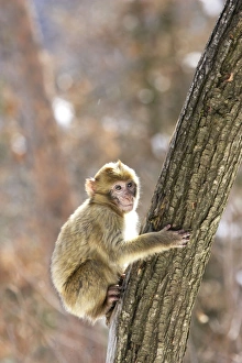 Images Dated 7th March 2006: Barbary Macaque / Barbary Ape / Rock Ape - perched in tree. Mountain of Monkeys - Kientzheim