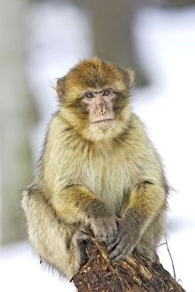 Barbary Macaque / Barbary Ape / Rock Ape - perched in tree