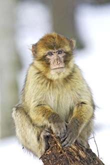 Images Dated 7th March 2006: Barbary Macaque / Barbary Ape / Rock Ape - perched in tree. Mountain of Monkeys - Kientzheim