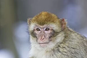 Images Dated 7th March 2006: Barbary Macaque / Barbary Ape / Rock Ape. Mountain of Monkeys - Kientzheim - Alsace - France