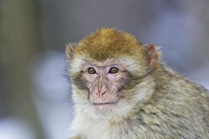 Images Dated 7th March 2006: Barbary Macaque / Barbary Ape / Rock Ape. Mountain of Monkeys - Kientzheim - Alsace - France