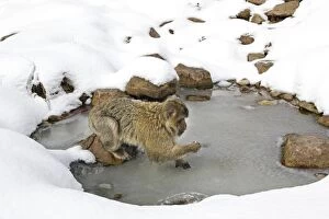 Images Dated 7th March 2006: Barbary Macaque / Barbary Ape / Rock Ape - standing on frozen pool of water