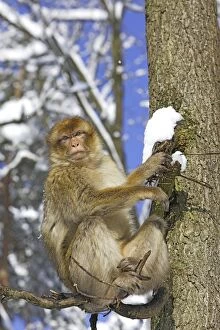 Images Dated 5th March 2006: Barbary Macaque / Barbary Ape / Rock Ape - sitting in tree. Mountain of Monkeys - Kientzheim
