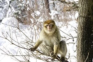Images Dated 5th March 2006: Barbary Macaque / Barbary Ape / Rock Ape - sitting in tree. Mountain of Monkeys - Kientzheim