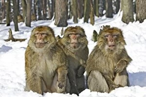 Images Dated 5th March 2006: Barbary Macaque / Barbary Ape / Rock Ape - three sitting together in snow