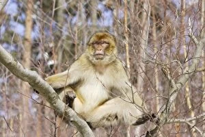 Images Dated 7th March 2006: Barbary Macaque / Barbary Ape / Rock Ape - sitting in tree. Mountain of Monkeys - Kientzheim
