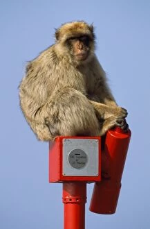 Barbary Macaque / Barbary Ape / Rock Ape - sitting on viewing telescope for tourists