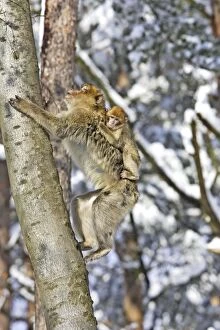 Images Dated 5th March 2006: Barbary Macaque / Barbary Ape / Rock Ape - adult climbing up tree with baby on back