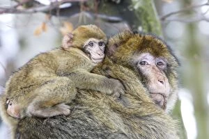 Images Dated 7th March 2006: Barbary Macaque / Barbary Ape / Rock Ape - adult climbing with baby on back